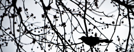 June 20, 2012 – Bird In A Tree